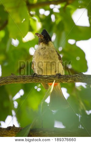 Image of bird on a branch on nature background. Animal. (Perched Red-vented Bulbul Pycnonotus cafer)