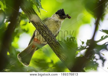 Image of bird on a branch on nature background. Animal. (Perched Red-vented Bulbul Pycnonotus cafer)