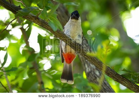 Image of bird on a branch on nature background. Animal. (Perched Red-vented Bulbul Pycnonotus cafer)