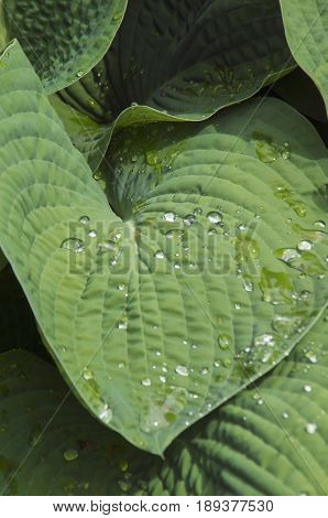 A Hosta glistens in a garden after a spring shower in Wickford Rhode Island