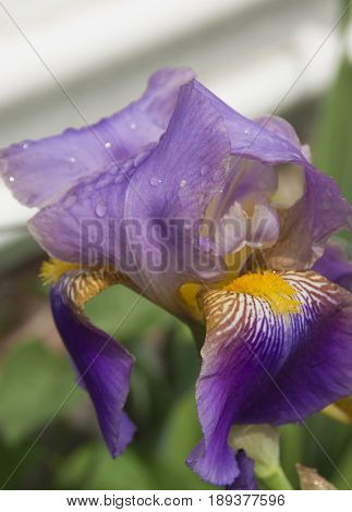 A Purple Beared Iris glistens after a rain shower in a garden in Wickford Rhode Island