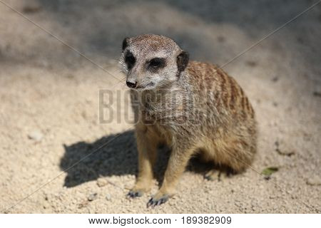 Meerkat or Suricate (Suricata suricatta) looking around