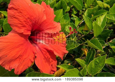Elegant china rose tree with red flower detail