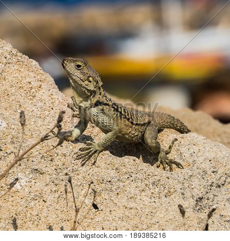 Wild lizard on the rock leguan in the nature