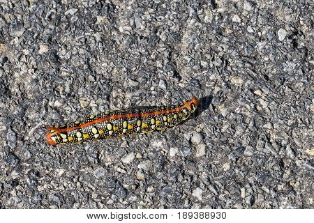 Colorful caterpillar on the walk, detail with asphalt background