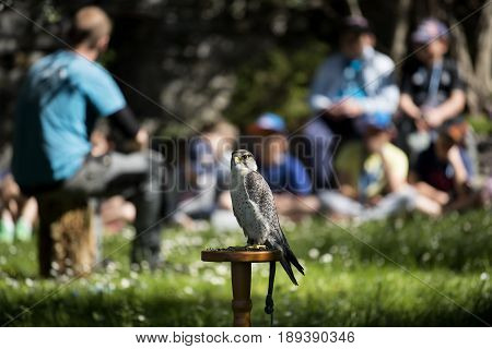 Varenna Italy - May 9 2017: Lake Como Young Students at Lesson on Falcons in Castle of Vezio