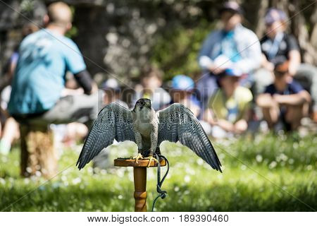 Varenna Italy - May 9 2017: Lake Como Young Students at Lesson on Falcons in Castle of Vezio