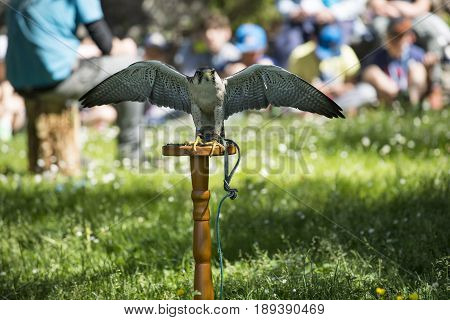 Varenna Italy - May 9 2017: Lake Como Young Students at Lesson on Falcons in Castle of Vezio