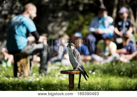 Varenna Italy - May 9 2017: Lake Como Young Students at Lesson on Falcons in Castle of Vezio