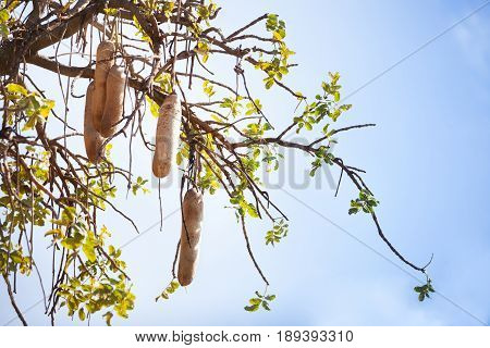 Ripe fruits of Kigelia or sausage tree, bottom view against blue sky