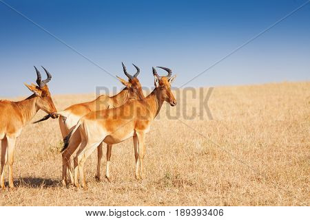 Topis standing in savanna grassland of Maasai Mara National Reserve, Kenya, Africa
