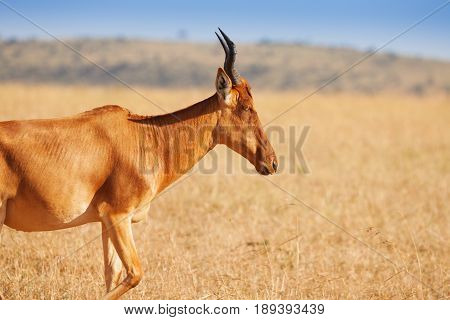 Close-up portrait of topi antelope pasturing in the Masai Mara National Reserve, Kenya, Africa