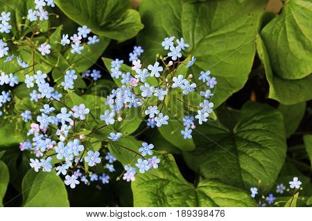 Forget-me-nots