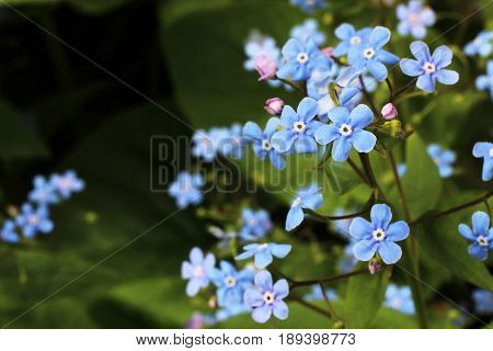 Forget-me-nots