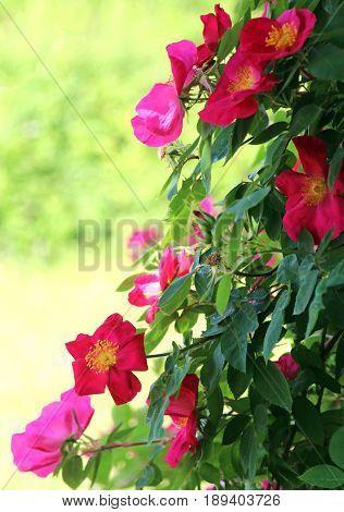 pink dog roses in a sunny park