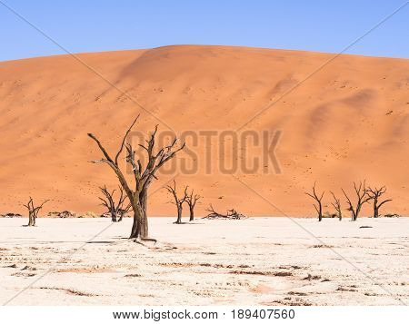 Dead Camelthorn (Acacia erioloba) Trees in Dead Vlei Namib-Naukluft National Park Namibia