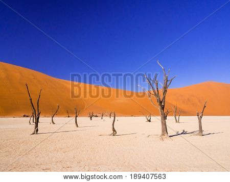 Dead Camelthorn (Acacia erioloba) Trees in Dead Vlei Namib-Naukluft National Park Namibia