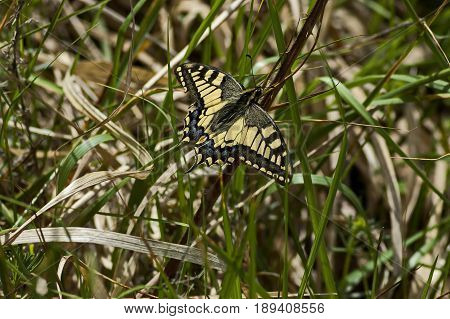 Tiger Swallowtail Butterfly,  Mahaon or  Papilio on a new and dry plant, Plana mountain, Bulgaria