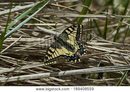 Tiger Swallowtail Butterfly,  Mahaon or  Papilio on a new and dry plant, Plana mountain, Bulgaria