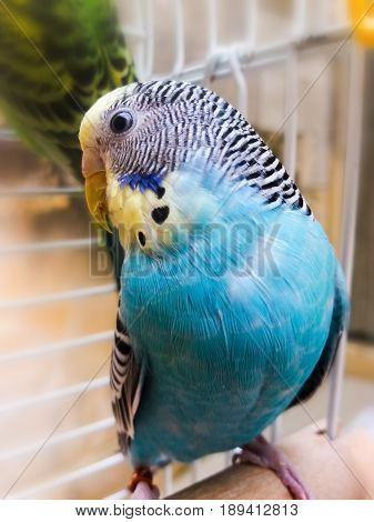 blue yellow female budgie in cage close look
