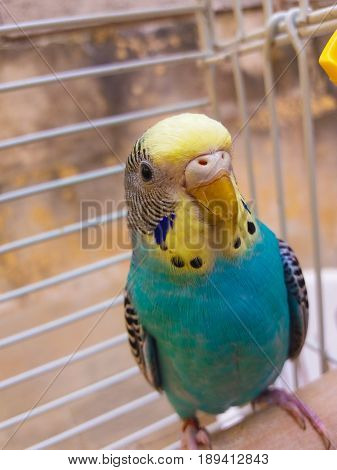 blue yellow female budgie in cage close look