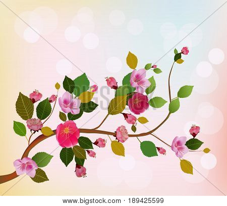 Nature background with blossom branch of pink sakura flowers. Vector template isolated
