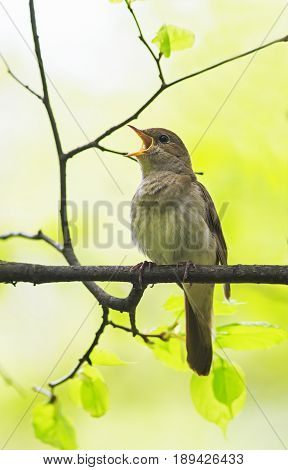 bird Nightingale sing loudly in spring forest