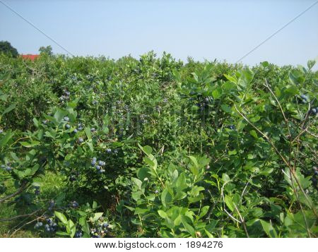 Blueberry çiftlik