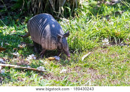 Nine-banded Armadillo- (dasypus Novemcinctus)