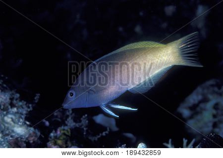 A Two Tone or Zig-Zag Wrasse, (Halichoeres prosopeion) on a coral reef in Palau
