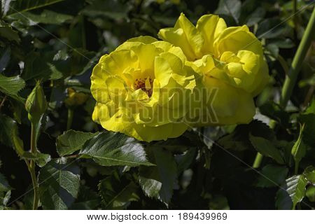 A bright yellow flower of a rose in the green of foliage is lit by the sunshine of a warm day of spring.