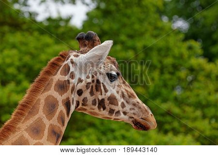 Close-up of a side view of a giraffes face in front of some green trees showing elegance With space for text.