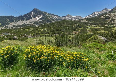 Amazing view with Sivrya peak and Spring flowers in Pirin Mountain, Bulgaria