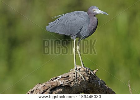 Little Blue Heron Perched on a Tree in Tortuguero National Park in Costa Rica