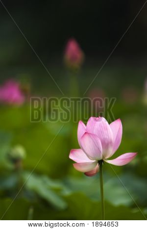 Lotus