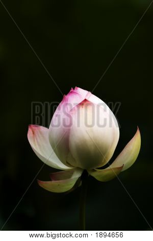 Lotus