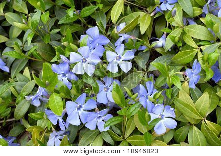Immergrüne immergrün Frühling Teppich mit blauen Blüten.