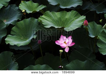 Lotus