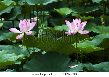 Lotus