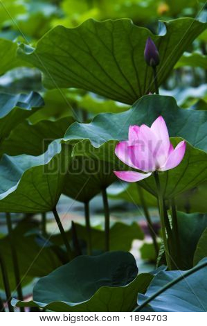 Lotus