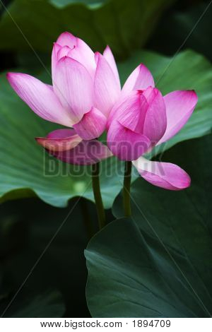 Lotus
