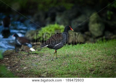 A black bird with a red beak walks in the park by the pond