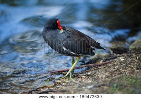 A black bird with a red beak walks in the park by the pond