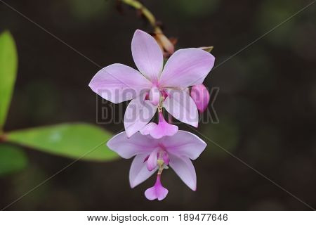 Flower Pink Tropical purple orchid nature plant wild