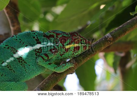 chameleon lizard reptile green colored nature green red big eyes