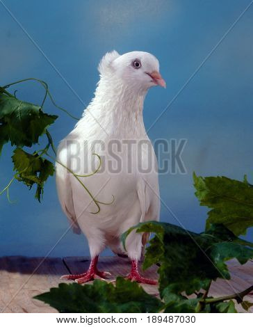 White Dove with vine leaves on a blue background in the studio.