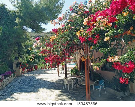 traditional terrace with flowering bushes architecture detail in Greece