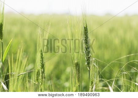 single ear of wheat close-up of blooming green fields of wheat. Shallow depth of field. Selective focus. Natural background horizontal