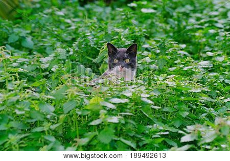 A stray cat sits in a dense green plant and looks at the camera.