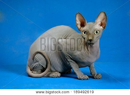 Sphinx hairless cat sits isolated on blue background.